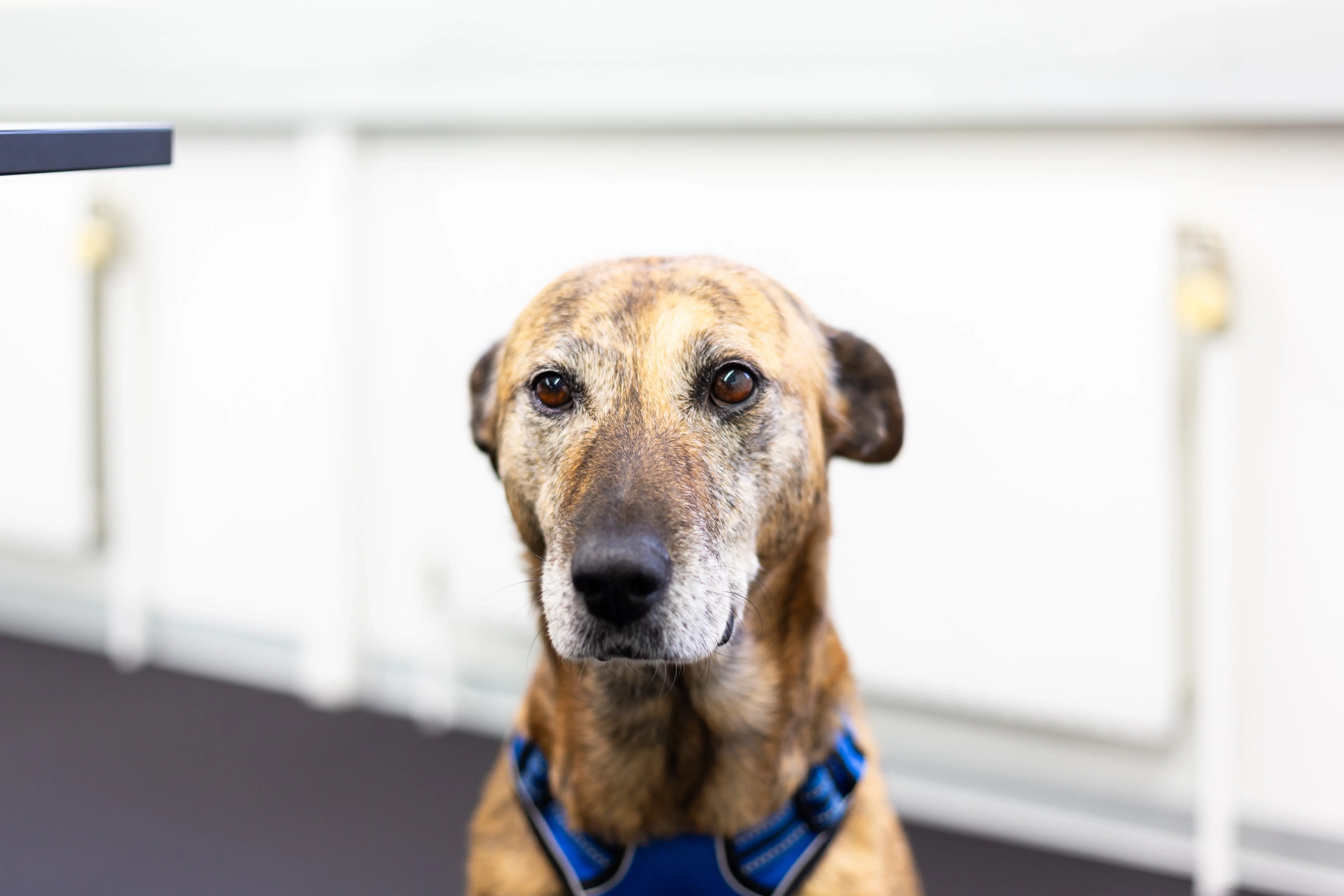 Cliqua Office Dog Lia